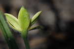 Yellow stargrass
